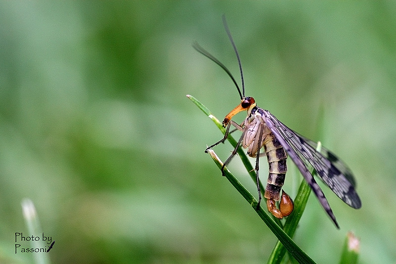 Panorpa gr. cognata